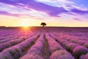 Lavender Fields in Fredericksburg Texas