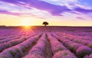 Lavender Fields in Fredericksburg Texas