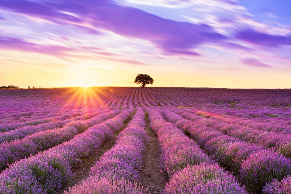 Lavender Fields in Fredericksburg, Texas Inn on Barons Creek