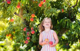 Little girl enjoys peaches in orchards in Fredericksburg, TX for peach season.