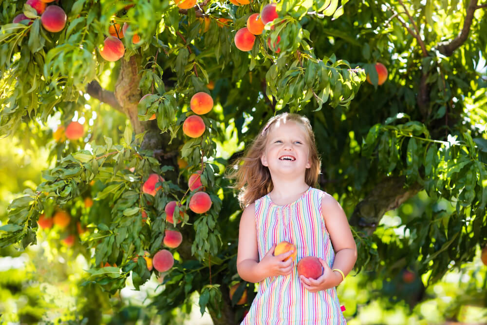 Little girl enjoys peaches in orchards in Fredericksburg, TX for peach season.