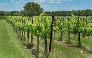 A Hill Country vineyard