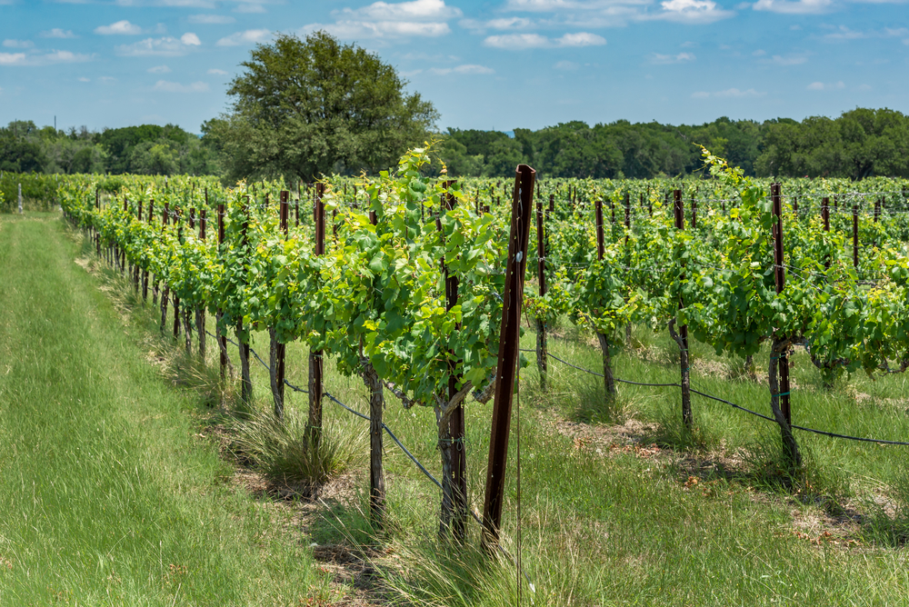 A Hill Country vineyard