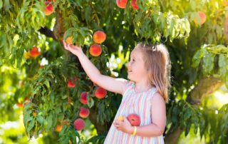 Celebrate the Return of Peach Season in Fredericksburg