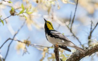 Your Guide to the Texas Hill Country Birds