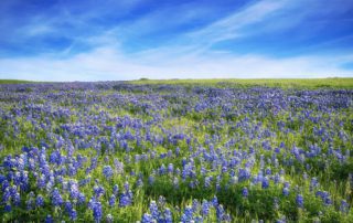 A Guide to Spring & Summer Wildflowers in Texas Hill Country