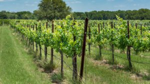 Texas Wine Country Vineyard