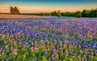 a field of wildflowers, one of the best spring activities