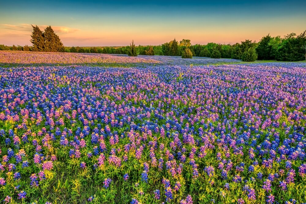 a field of wildflowers, one of the best spring activities