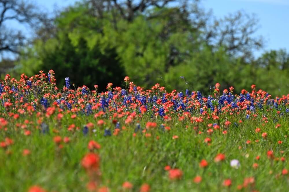 Best Wildflower Drives in the Texas Hill Country