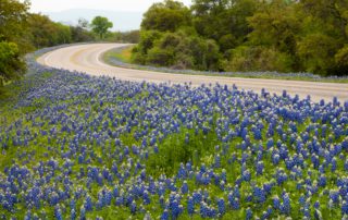Wildflowers blooming by one of the most scenic drives in the Texas Hill Country