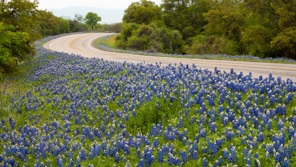 Wildflowers blooming by one of the most scenic drives in the Texas Hill Country