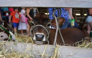 Animals at the Gillespie County Fair in Fredericksburg